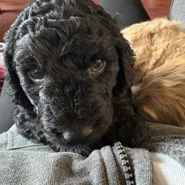 Goldendoodle Puppies from J’s Goldendoodles
