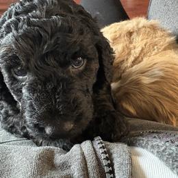 Goldendoodle Puppies from J’s Goldendoodles