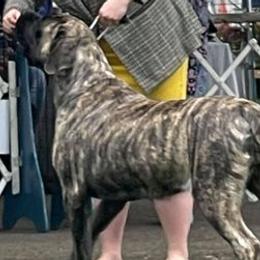 Mastiffs from Lisa Armstrong