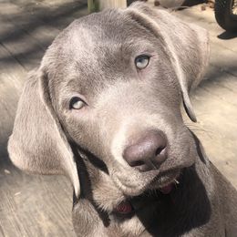 Dilute Retriever and Labrador Retriever Puppies from Winter Creek Labradors
