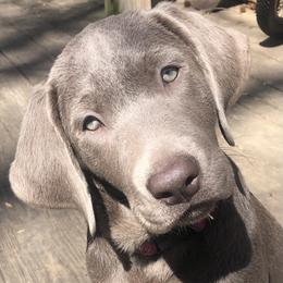 Dilute Retriever and Labrador Retriever Puppies from Winter Creek Labradors