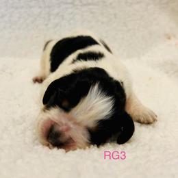 RG3 - Tri-Roan female English Springer Spaniel puppy in Britton, South Dakota from K&S Canines