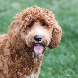 Grace - Australian Labradoodle