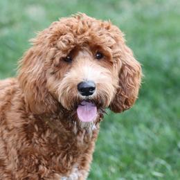 Grace - Australian Labradoodle