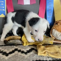 Saldis - Black and white female Border Collie puppy in Aledo, Illinois from Claycreek Ranch