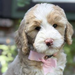 Nella - Red female Bernedoodle puppy in Yuciapa, California from AlltheDoodlez_