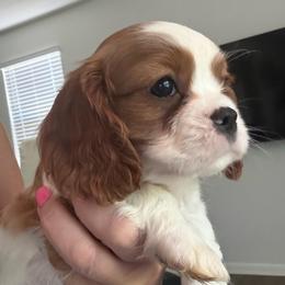 Baby Girl C - Blenheim female Cavalier King Charles Spaniel puppy in Goochland, Virginia from Cavaliers For You