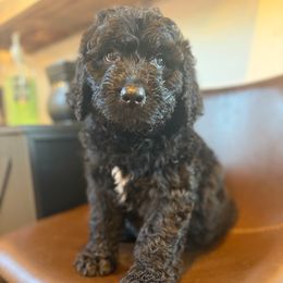 Bruno - Tri-color male Bernedoodle puppy in Bellevue, Iowa from Blended Acres & Kennels