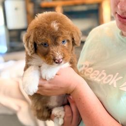 Blossom - Brown and white female Aussiedoodle puppy in Beaver, Utah from Rocky Ridge Ranch