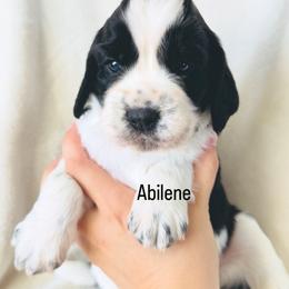 Abilene - Black and white female English Springer Spaniel puppy in Casa Grande, Arizona from The Spaniel Garden