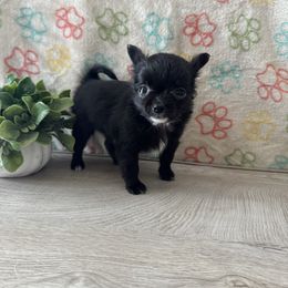 Rigatoni - Black and white male Chihuahua puppy in Greenup, Kentucky from KB Chihuahuas