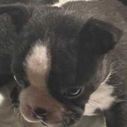 Wiston - Black and white male Boston Terrier puppy in Alabama from Southern Bulldogs