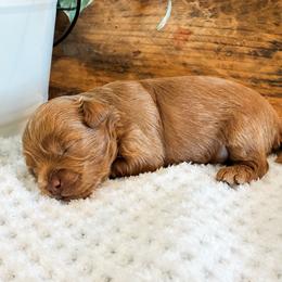 Snoopy - Apricot male Havapoo puppy in Marquand, Missouri from Perfectly Playful Doodles