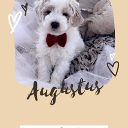 Goldendoodle, Maltipoo, and Poodle Puppies from Winchester Hills Poodles and Doodles
