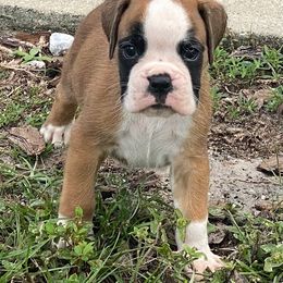 Boxer and French Bulldog Puppies from Beachside Boxers and Frenchies