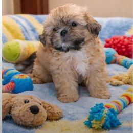 Shih Tzu Puppies from Mark's Shih Tzus