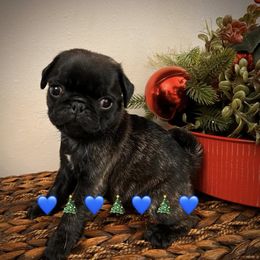 Boy 1 - Brindle male Pug puppy in Mayo, Florida from Lyons Heart Pups
