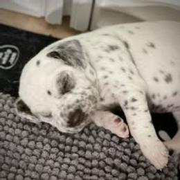 Dalmatian Puppies from Wonderland Dalmatians