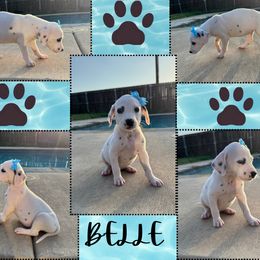 BELLE - White and black female Dalmatian puppy in Waxahachie, Texas from Tiff’s Dalmatian Plantation