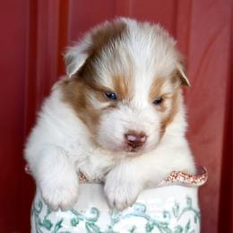 Stinger - Red merle male Australian Shepherd puppy in Kirksville, Missouri from BellSharps Australian Shepherds