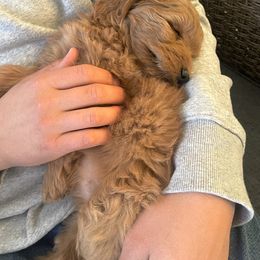 Goldendoodle Puppies from Mini Goldendoodles of New England