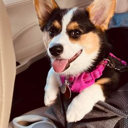 Pembroke Welsh Corgi Puppies from GLC Corgis