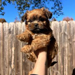 Cider - Red male Shih Tzu puppy in East Haven, Connecticut from Adam & Eve Pups CT