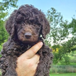 CAPTAIN - Chocolate male Goldendoodle puppy in Jeddo, Michigan from Bert's Doodles