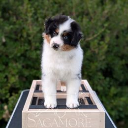 Cilantro - Blue merle male Miniature American Shepherd puppy in Minnesota from Sagamore Miniature American Shepherds