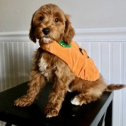 Grits - Red  male Goldendoodle puppy in Taylorsville, North Carolina from Heartfelt Doodles
