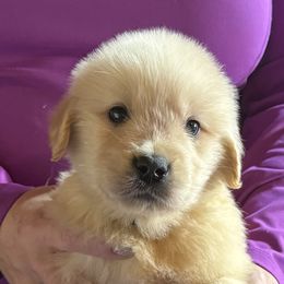 Blue boy - Golden male Golden Retriever puppy in Garrison, Montana from Mattiaci Goldens