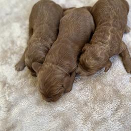 Male 3 - Caramel male Australian Labradoodle puppy in Morristown, New Jersey from English Manor Labradoodles
