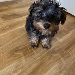 Connor - Black and tan male Yorkipoo puppy in Cerritos, California from Tru's Poo's