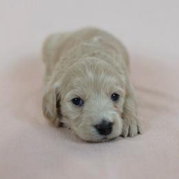 Magic Johnson - Cream male Goldendoodle puppy in Pleasant Grove, Utah from Canterbury Canines