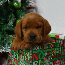 Nutmeg - Yellow female Labrador Retriever puppy in Mount Airy, North Carolina from RiverSide Retrievers