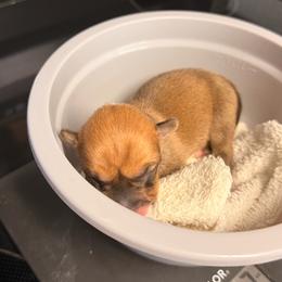 Aspen - Red male Pembroke Welsh Corgi puppy in New Port Richey, Florida from Spots and Sploots