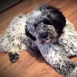 Portuguese Water Dogs from McGowan Water Dogs