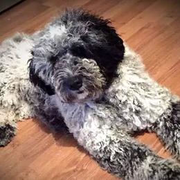 Portuguese Water Dogs from McGowan Water Dogs