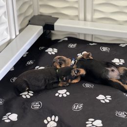 Rottweiler Puppies from Thistle Wild Rottweilers