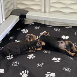 Rottweiler Puppies from Thistle Wild Rottweilers