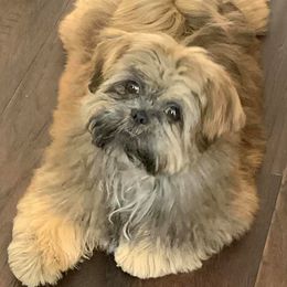 Shih Tzus from DisneyTzu