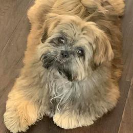 Shih Tzus from DisneyTzu