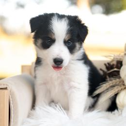 Tulle - Black and white female Border Collie puppy in Conway, Missouri from 2J 2K Border Collies | Maremma Sheepdogs