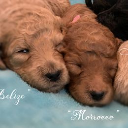 Poodle Puppies from Evermore Standard Poodles
