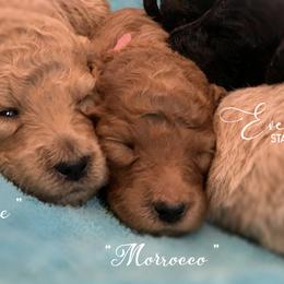 Poodle Puppies from Evermore Standard Poodles