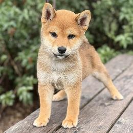 Dax - Red male Shiba Inu puppy in Trenton, Nebraska from Prairie Shibas