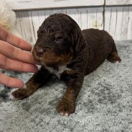 Brandy's Yellow Collar Boy 2150.00 - Tri-color male Bernedoodle puppy in Alvin, Texas from JP Southern Doodles