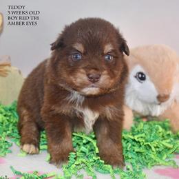 Teddy - Red tri male Miniature Australian Shepherd puppy in Patterson, North Carolina from DreamLine Aussies