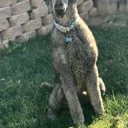 Poodle All Grown Up from Precisely Poodles