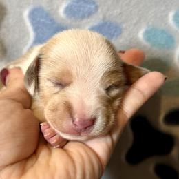 Kasey - Piebald female Dachshund puppy in Moreno Valley, California from Purpleheart_doxiess